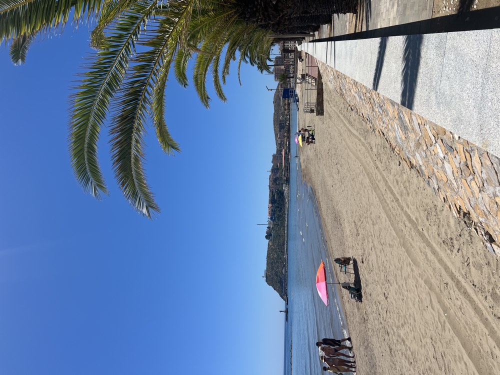 Beach and palms at Puerto de Mazarrón